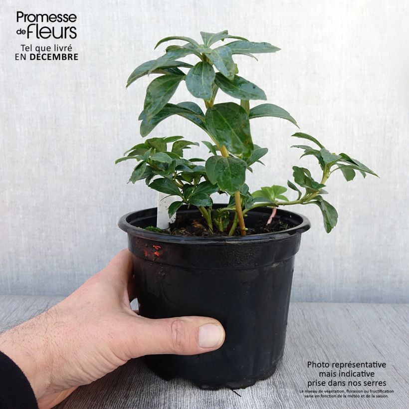 Pachysandra terminalis - Japanese Spurge 2L/3L pot sample as delivered in autumn