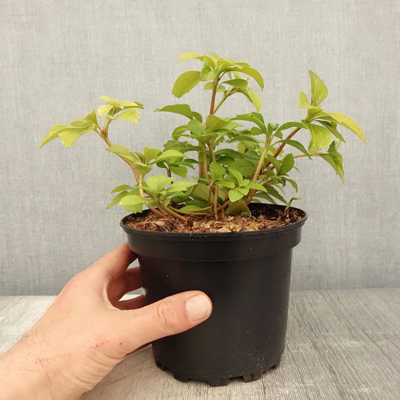 Pachysandra terminalis - Japanese Spurge 2L/3L pot sample as delivered in spring