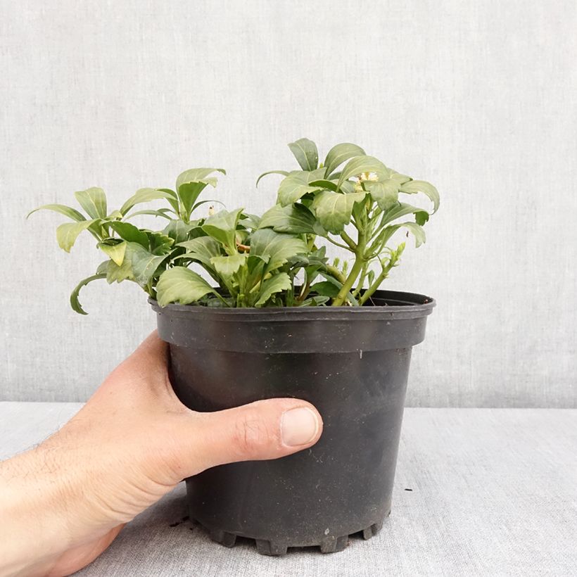 Pachysandra terminalis Green Carpet - Japanese Spurge 2L/3L pot sample as delivered in spring