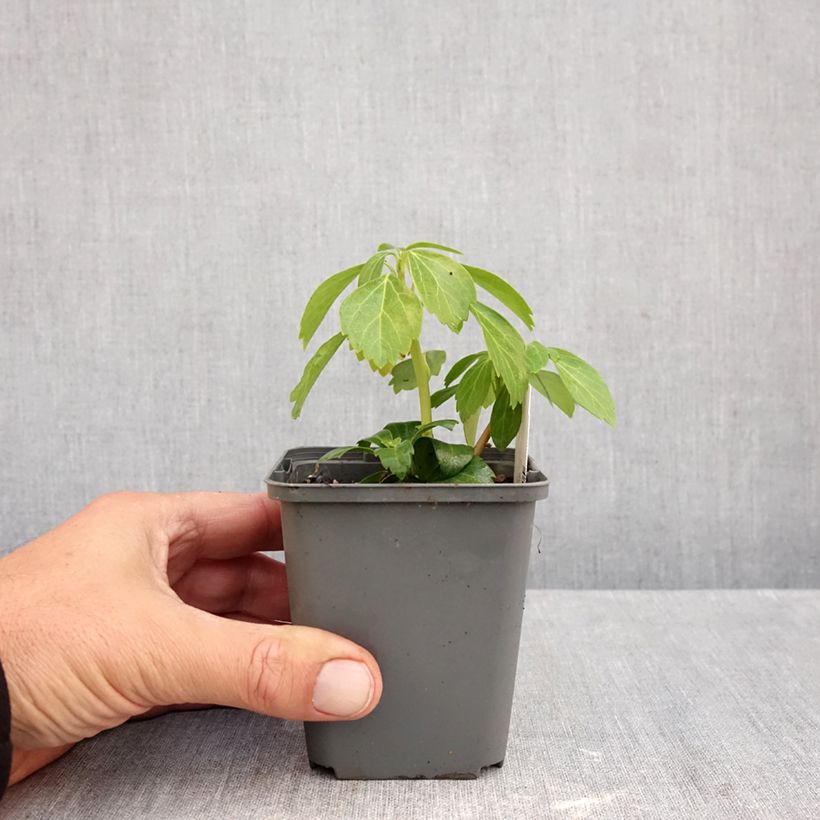 Pachysandra terminalis Green Carpet - Japanese Spurge 8/9 cm pot sample as delivered in autumn