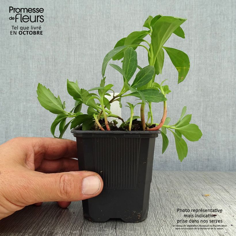 Pachysandra terminalis Green Sheen - Japanese Spurge 8/9 cm pot sample as delivered in autumn