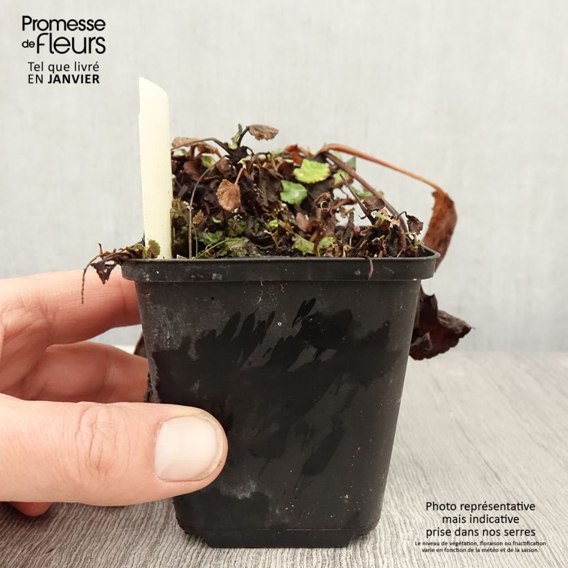 Packera aurea 8/9 cm pot sample as delivered in winter