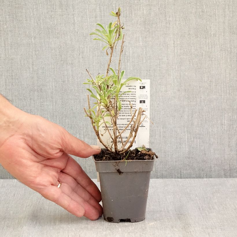 Pallenis maritima Asmago 8/9 cm pot sample as delivered in summer