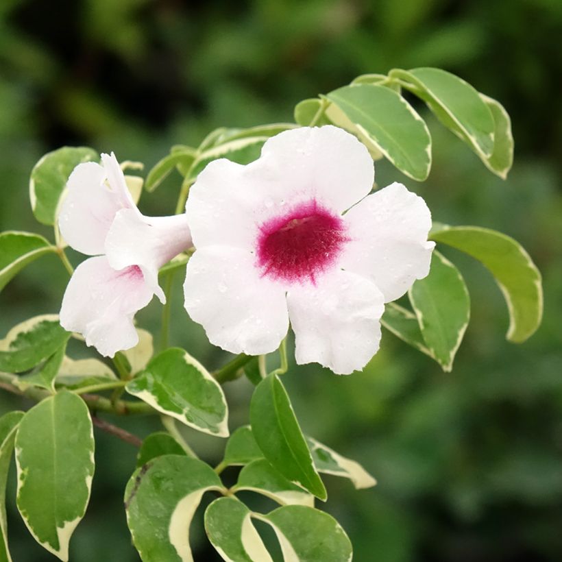 Pandorea jasminoïdes Variegata - Bower Vine (Flowering)