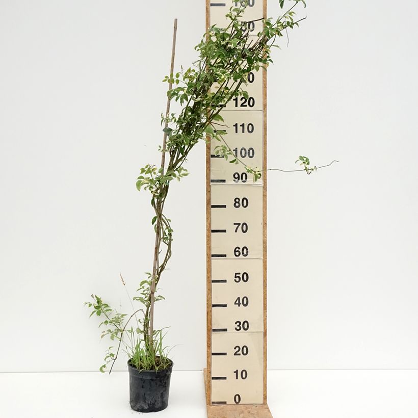 Pandorea jasminoïdes Variegata - Bower Vine 3L/4L pot sample as delivered in summer