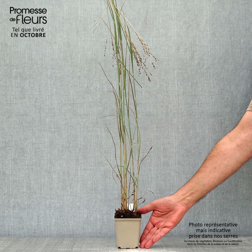 Panicum virgatum Blue Darkness - Switchgrass 8/9 cm pot sample as delivered in autumn