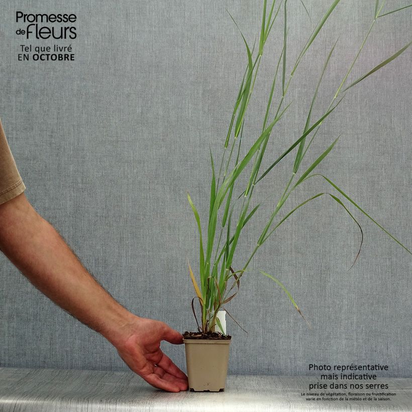 Panicum virgatum Dallas Blues - Switchgrass 8/9 cm pot sample as delivered in autumn