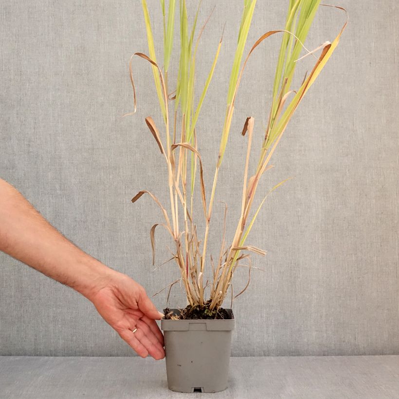 Panicum virgatum Dallas Blues - Switchgrass 2L/3L pot sample as delivered in summer