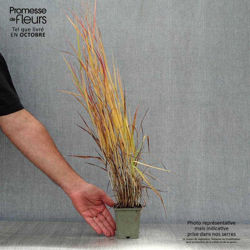 Panicum virgatum Hot Rod - Switchgrass 8/9 cm pot sample as delivered in autumn