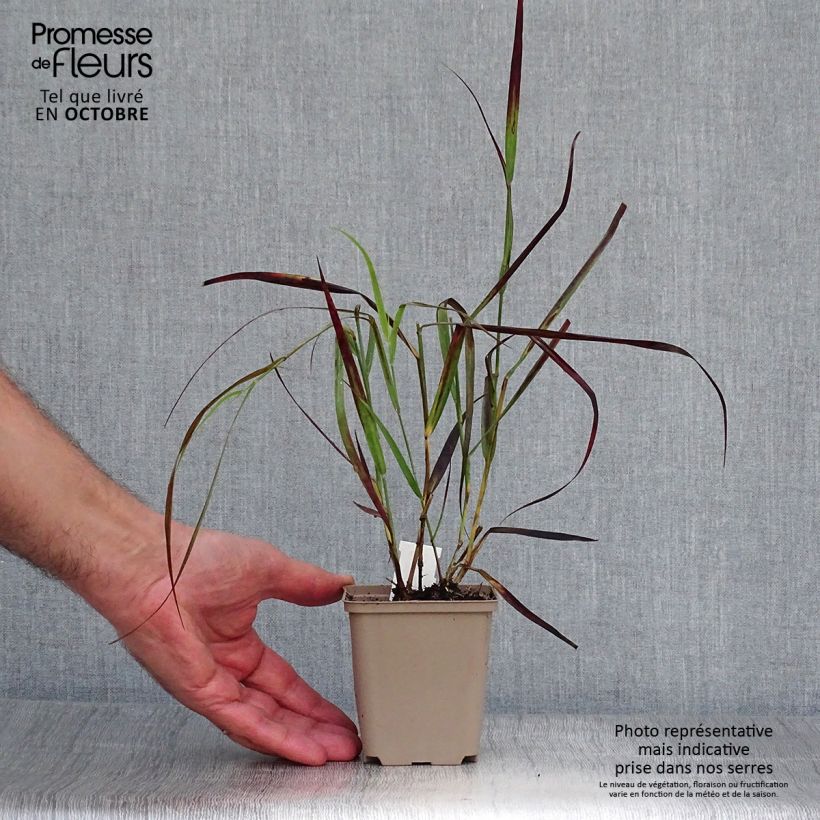 Panicum virgatum Kulsenmoor - Switchgrass 8/9 cm pot sample as delivered in autumn