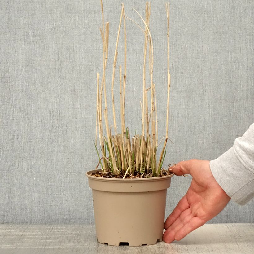 Panicum virgatum Northwind - Switchgrass 2L/3L pot sample as delivered in spring