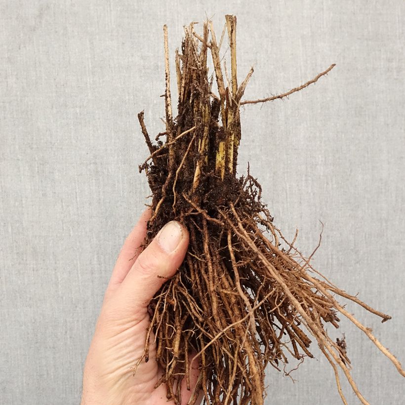 Panicum virgatum Northwind - Switchgrass Bare root sample as delivered in winter