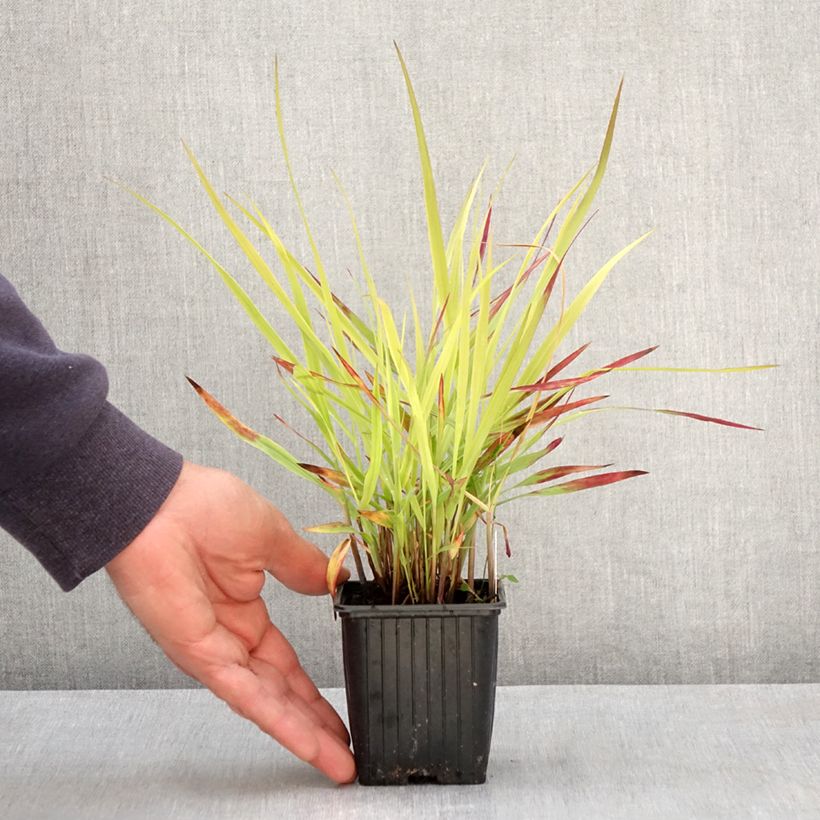 Panicum virgatum Oxblood Autumn 8/9 cm pot sample as delivered in spring