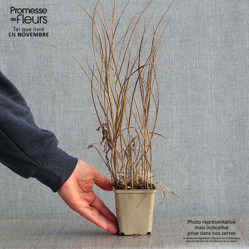 Panicum virgatum Prairie Sky - Switchgrass 8/9 cm pot sample as delivered in autumn