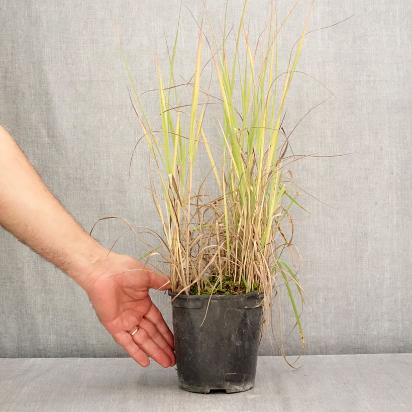 Panicum virgatum Prairie Sky - Switchgrass 2L/3L pot sample as delivered in autumn