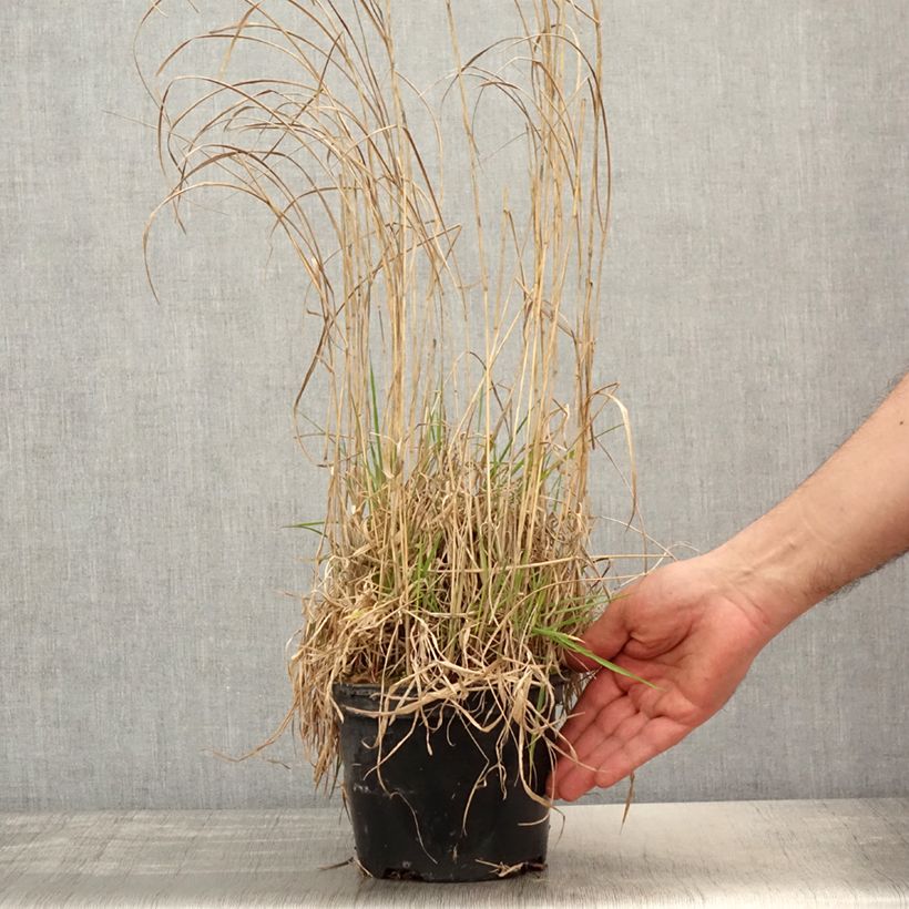 Panicum virgatum Prairie Sky - Switchgrass 2L/3L pot sample as delivered in spring