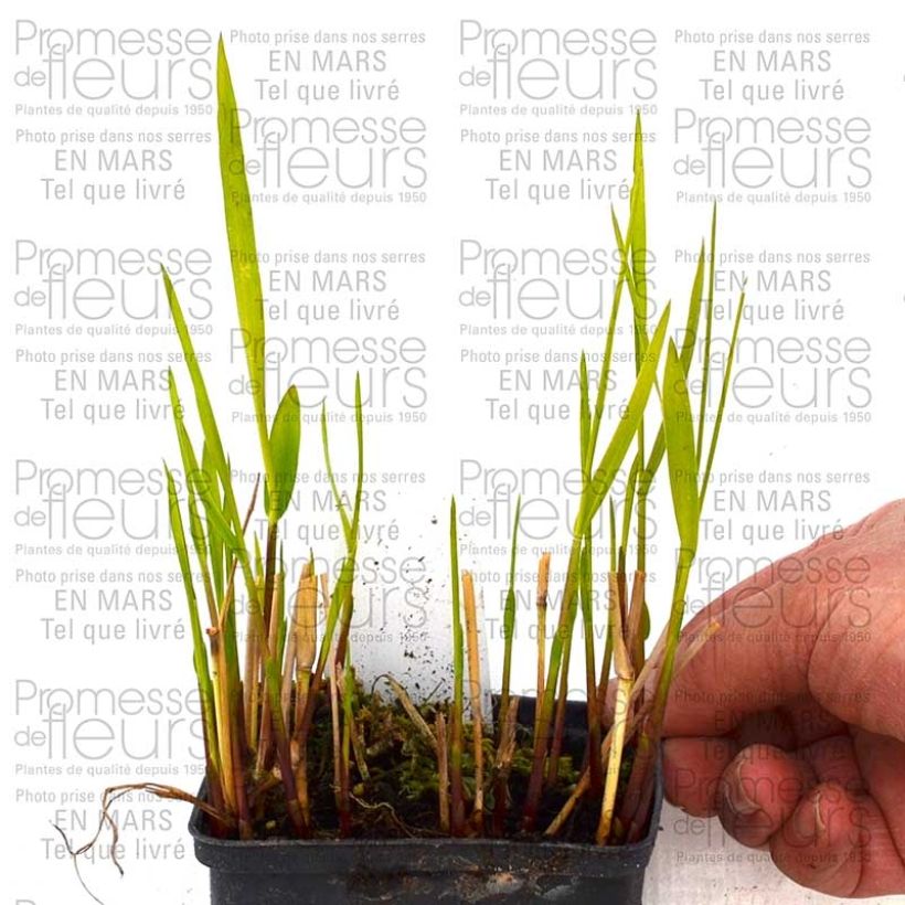 Panic érigé, Panicum virgatum Rotstrahlbusch Pot de 1L/1,5L sample as delivered in spring