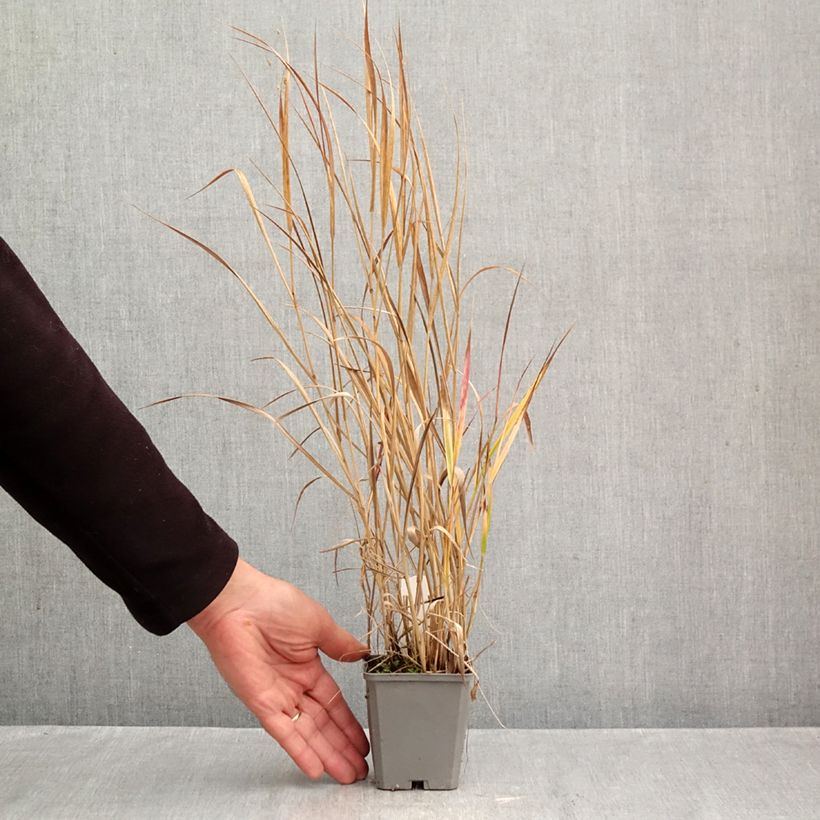 Panicum virgatum Rotstrahlbusch - Switchgrass 8/9 cm pot sample as delivered in autumn