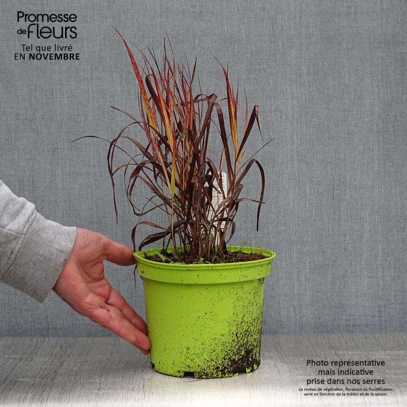 Panicum virgatum Shenandoah - Switchgrass 2L/3L pot sample as delivered in autumn