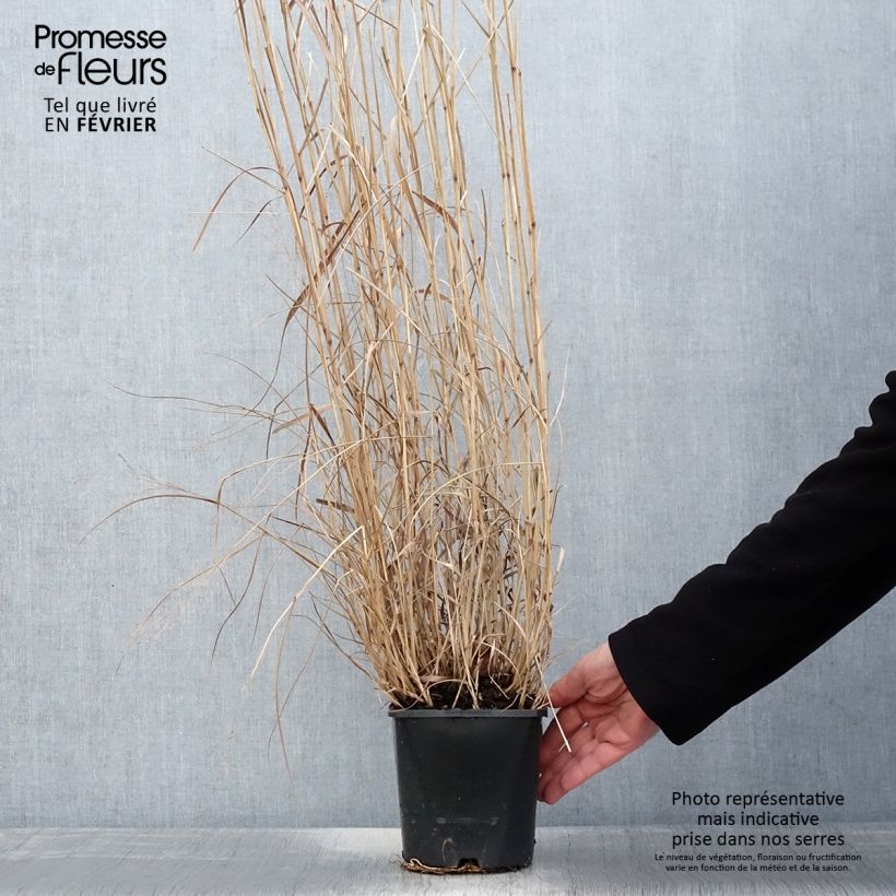 Panicum virgatum Squaw - Switchgrass 2L/3L pot sample as delivered in winter