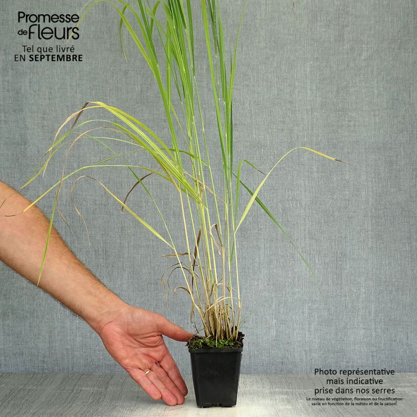 Panicum virgatum Thundercloud - Switchgrass 8/9 cm pot sample as delivered in autumn
