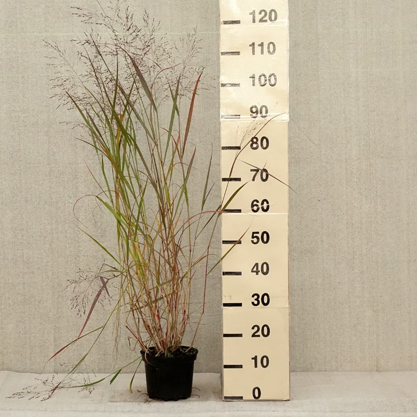Panicum virgatum Warrior - Switchgrass 2L/3L pot sample as delivered in autumn