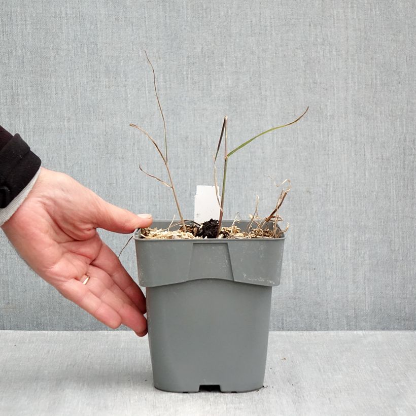 Panicum virgatum Purple Breeze - Switchgrass 3L/4L pot sample as delivered in autumn