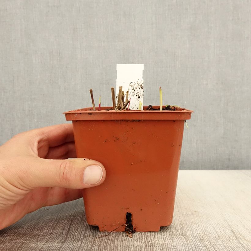 Panicum virgatum Purple Breeze - Switchgrass 3L/4L pot sample as delivered in spring