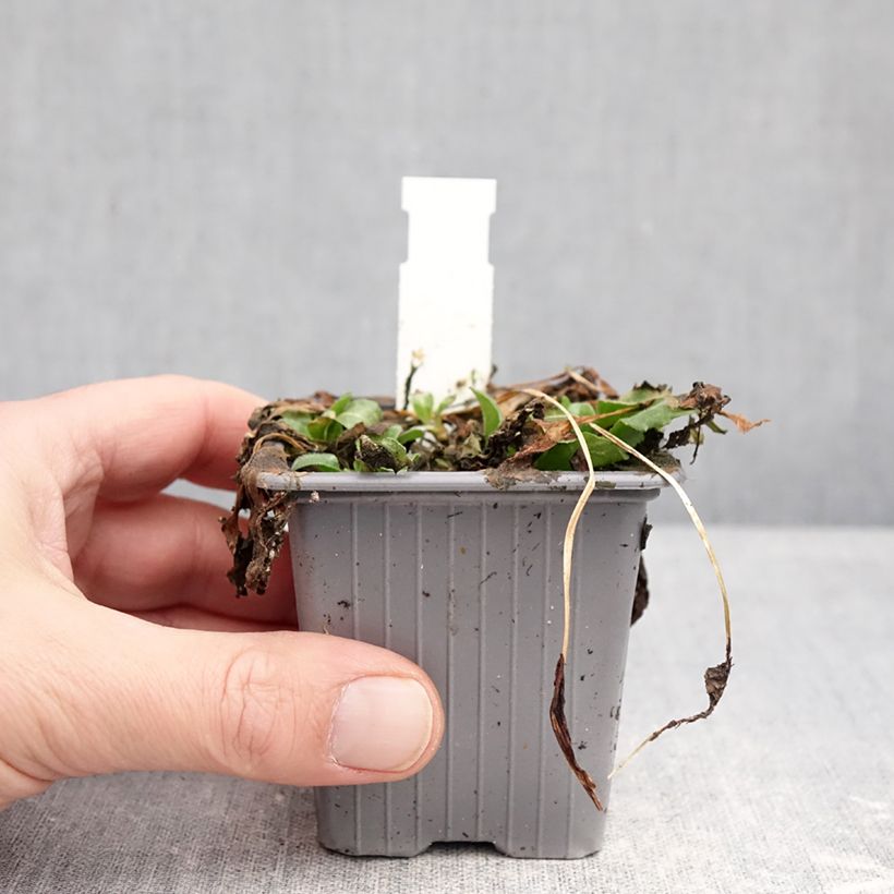 Bellis perennis - Common Daisy 8/9 cm pot sample as delivered in winter