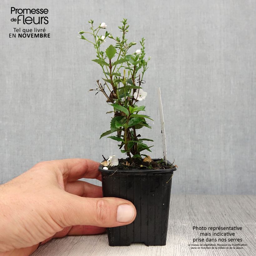 Parahebe catarractae Avalanche 8/9 cm pot sample as delivered in autumn