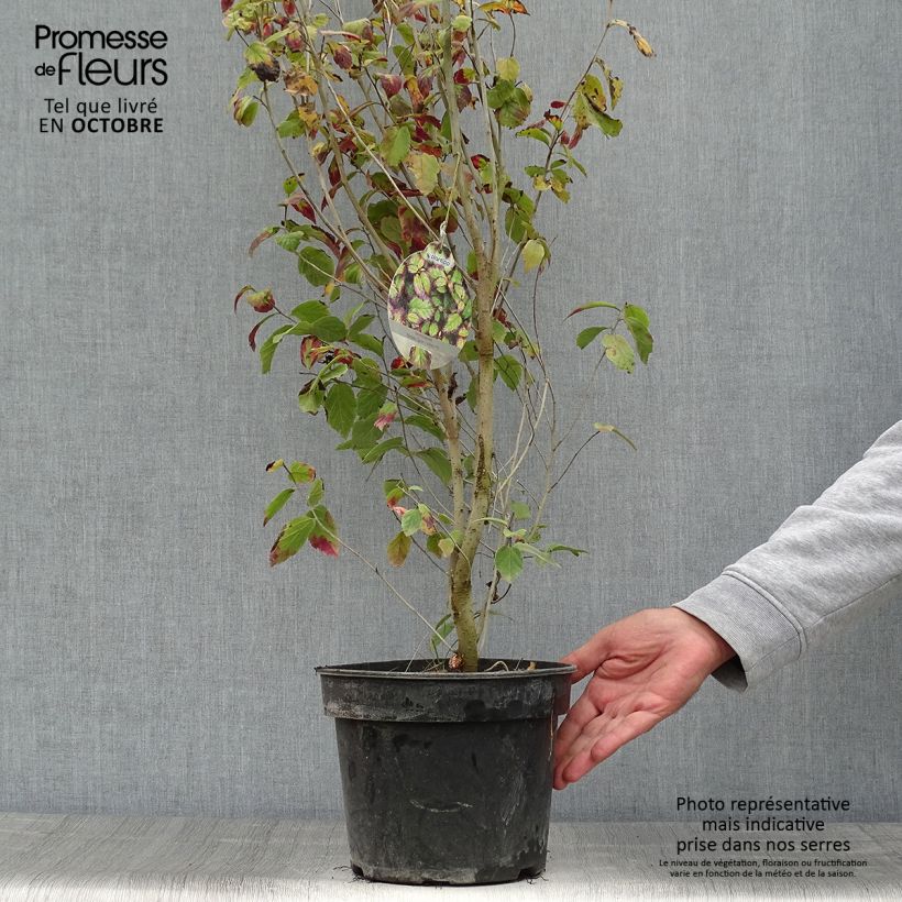 Parrotia persica Persian Spire - Persian Ironwood 3L/4L pot sample as delivered in autumn