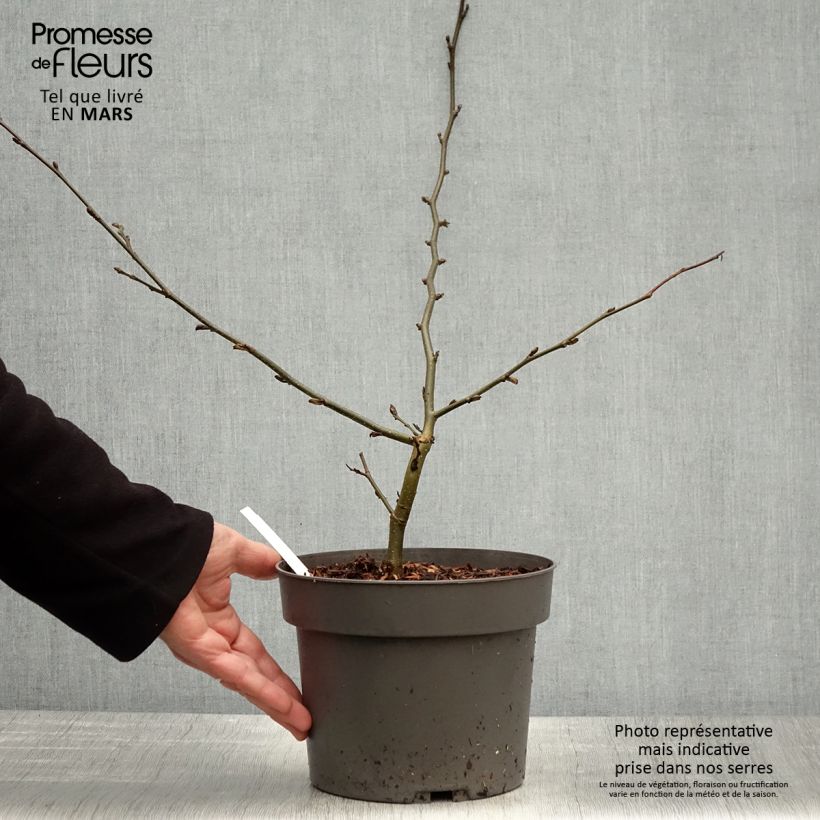 Parrotia persica Vanessa - Persian Ironwood 4L/5L pot sample as delivered in spring