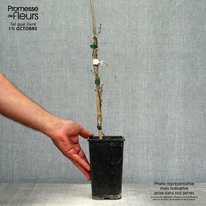 Parthenocissus quinquefolia Star Shower- Virginia Creeper 1.5L/2L pot sample as delivered in autumn