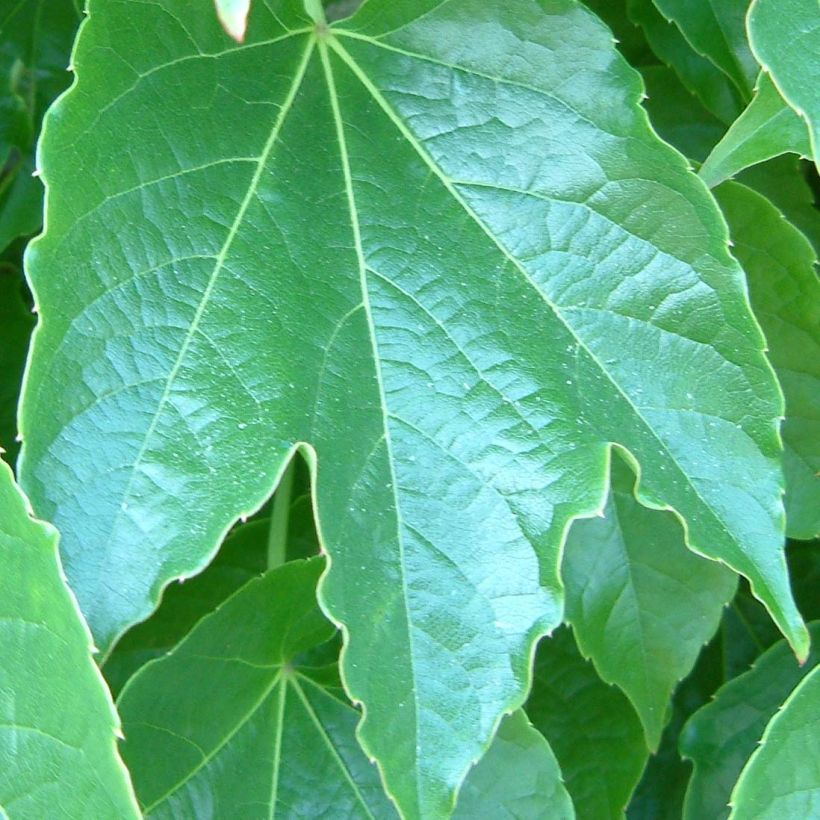 Parthenocissus tricuspidata Green Spring- Boston Ivy (Foliage)