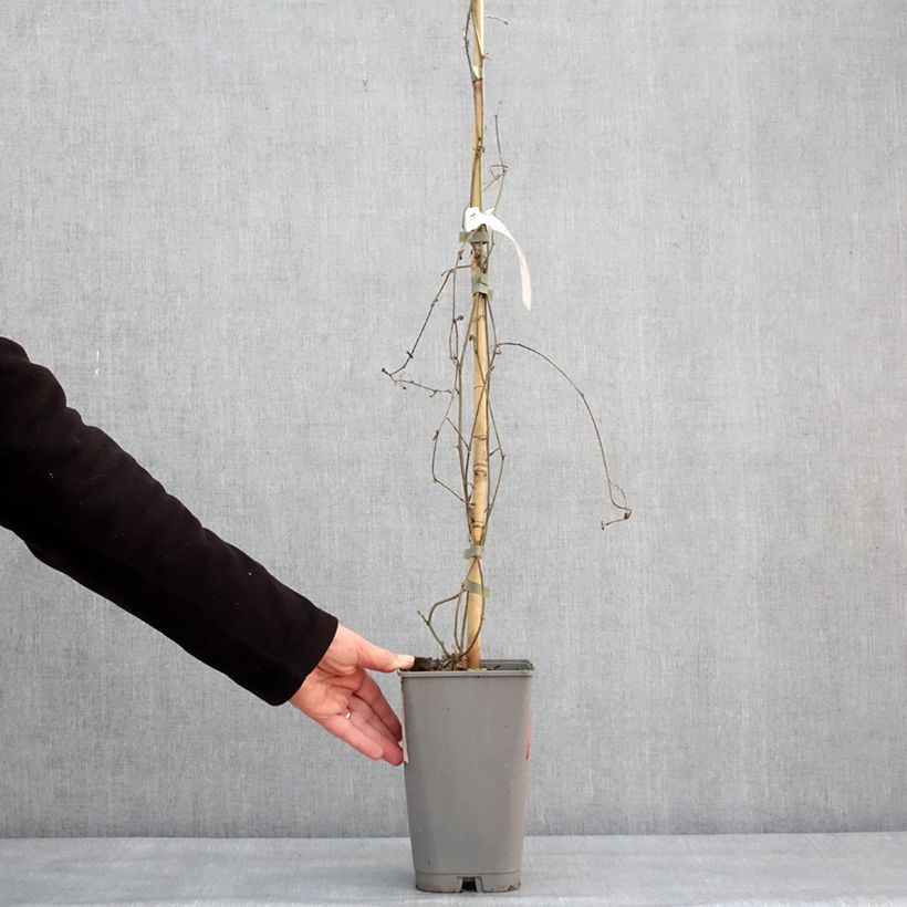 Passiflora citrina 3L/4L pot sample as delivered in winter