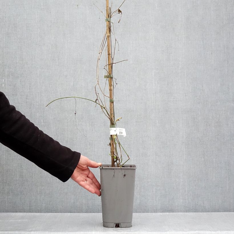 Passiflora citrina 3L/4L pot sample as delivered in spring