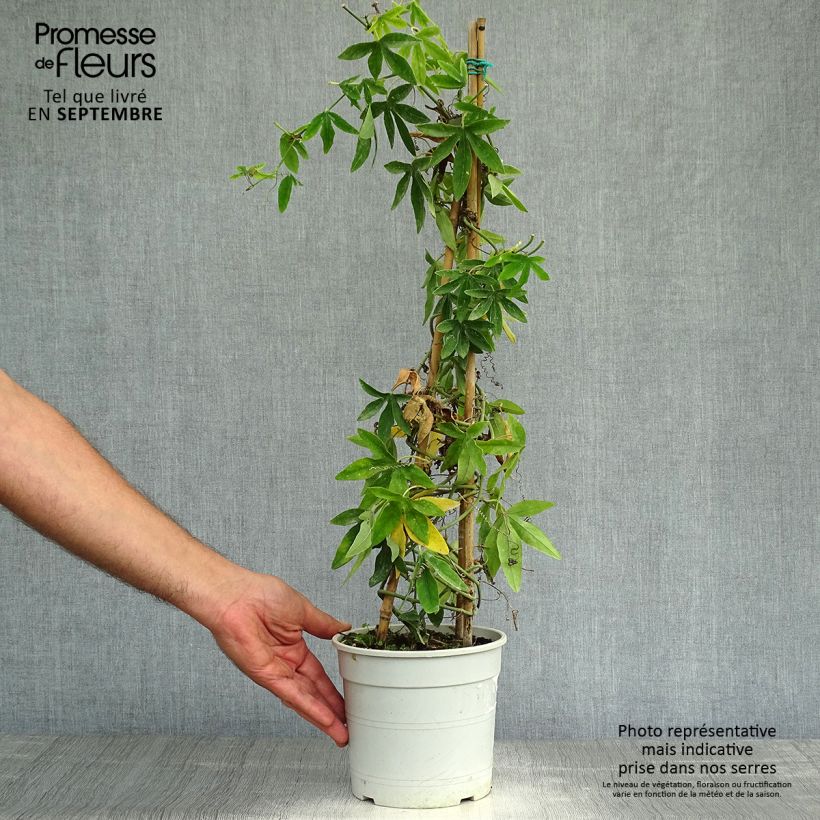 Passiflora subpeltata 2L/3L pot sample as delivered in autumn