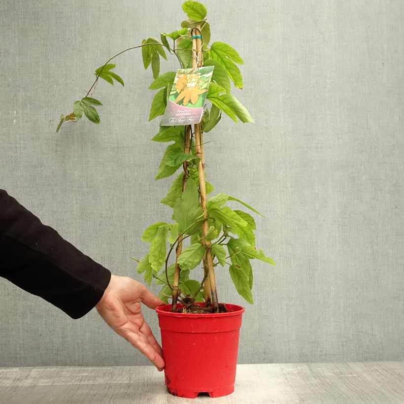 Passiflora vitifolia 2L/3L pot sample as delivered in autumn