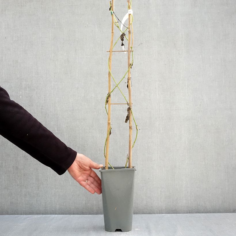 Passiflora Eia Popeia- Passion Flower 1L/1.5L pot sample as delivered in autumn