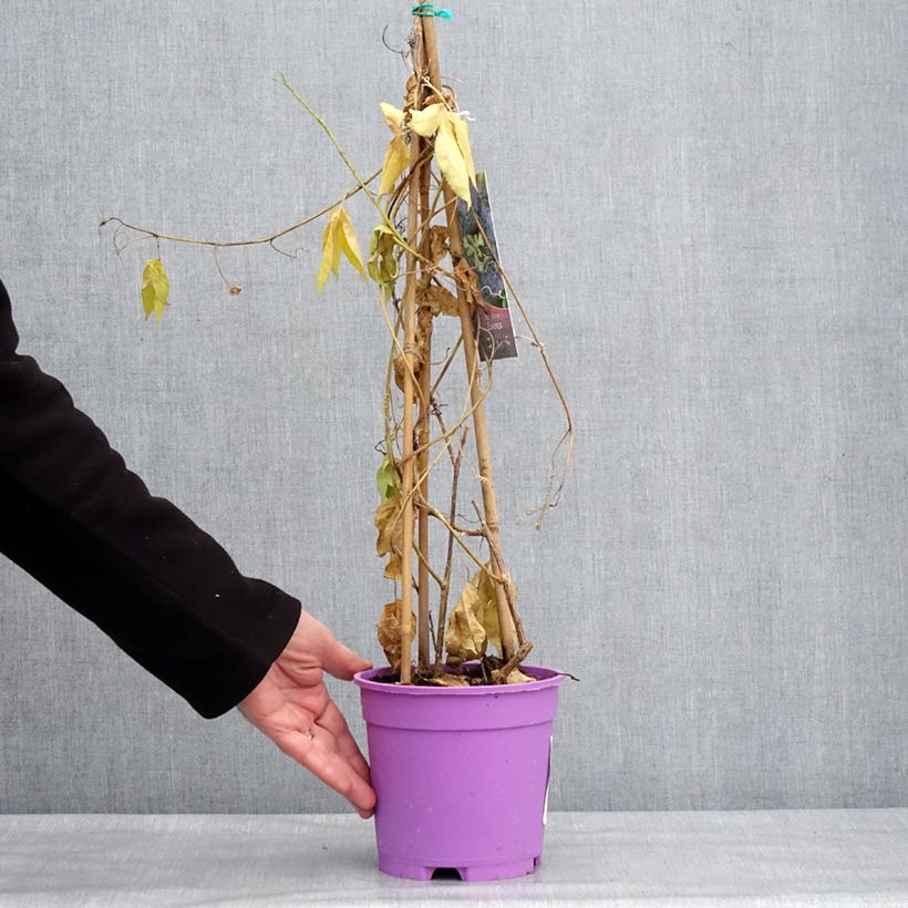 Passiflora Essenza- Passion Flower 2L/3L pot sample as delivered in winter