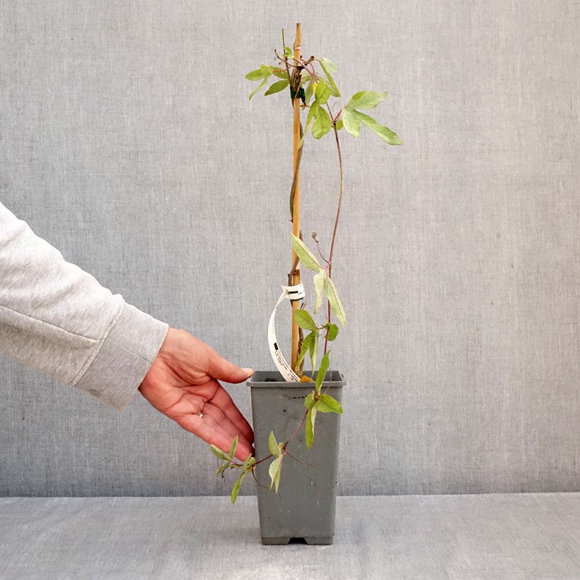 Passiflora caerulea Clear Sky- Passion Flower 1.5L/2L pot sample as delivered in autumn