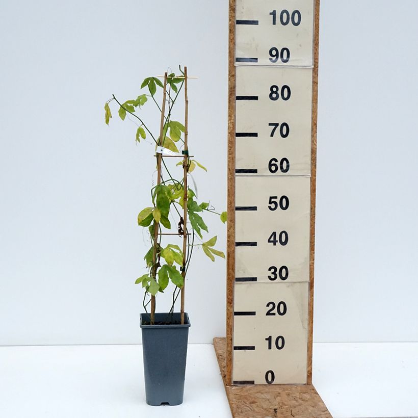 Passiflora Incense- Passion Flower 2L/3L pot sample as delivered in autumn