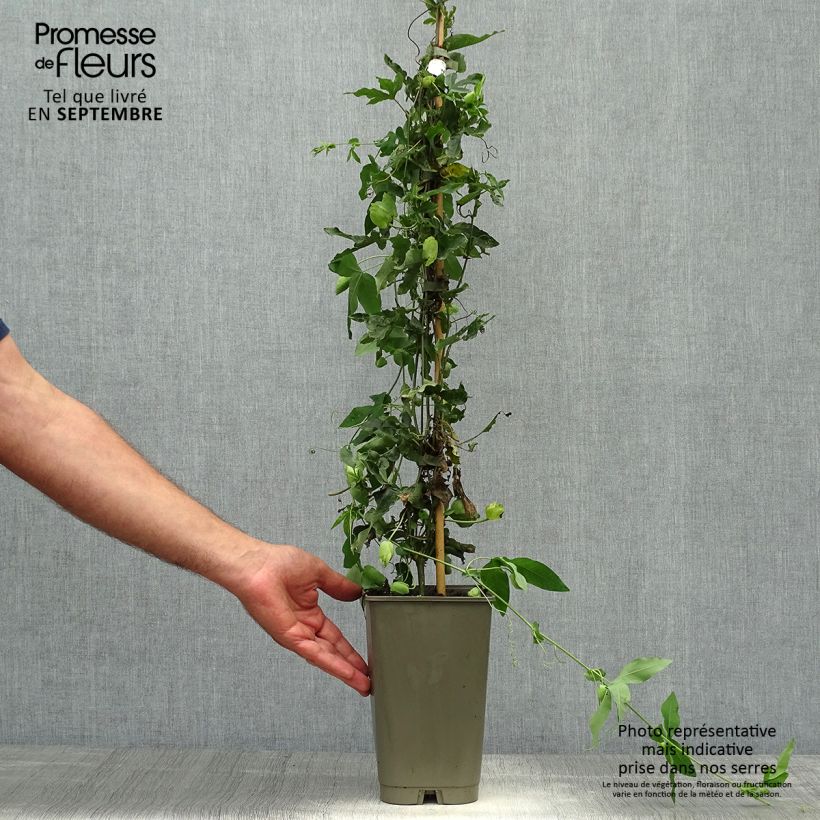 Passiflora Lady Betty Myles Young- Passion Flower 3L/4L pot sample as delivered in autumn