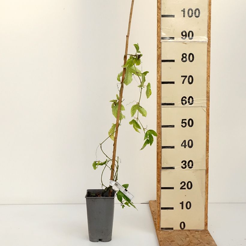 Passiflora Eugenie- Passion Flower 3L/4L pot sample as delivered in autumn