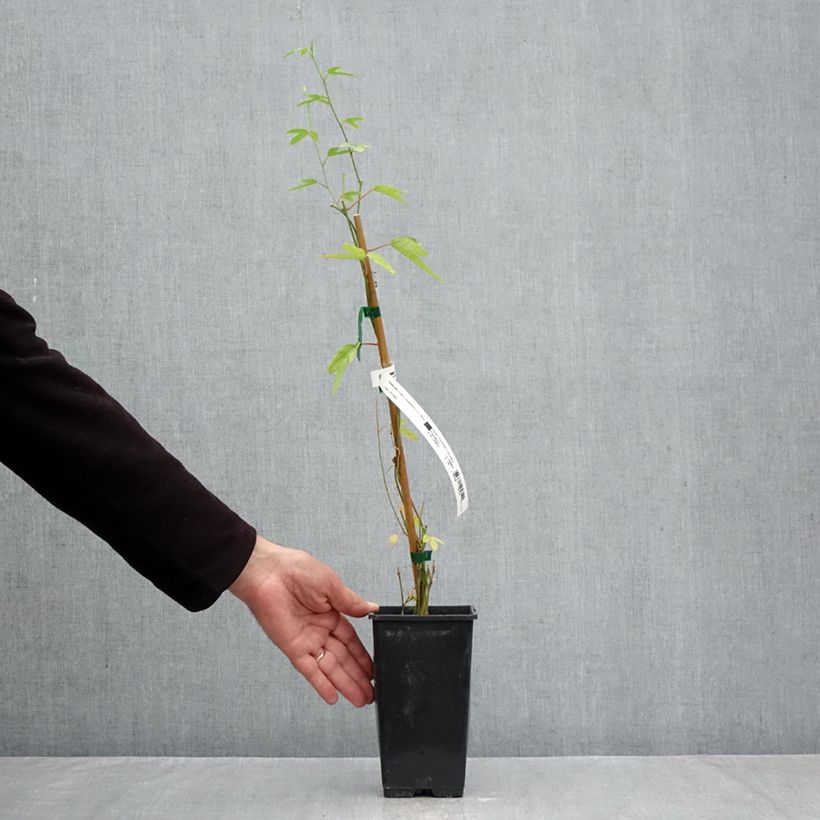 Passiflora Exoniensis- Passion Flower 1.5L/2L pot sample as delivered in autumn