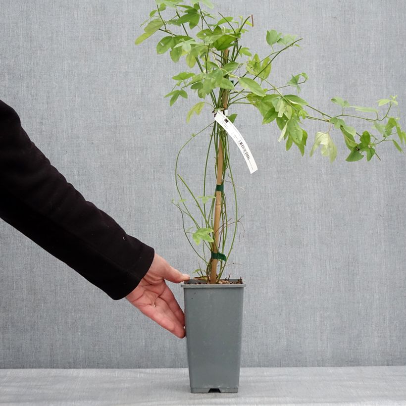 Passiflora Exoniensis- Passion Flower 1.5L/2L pot sample as delivered in winter