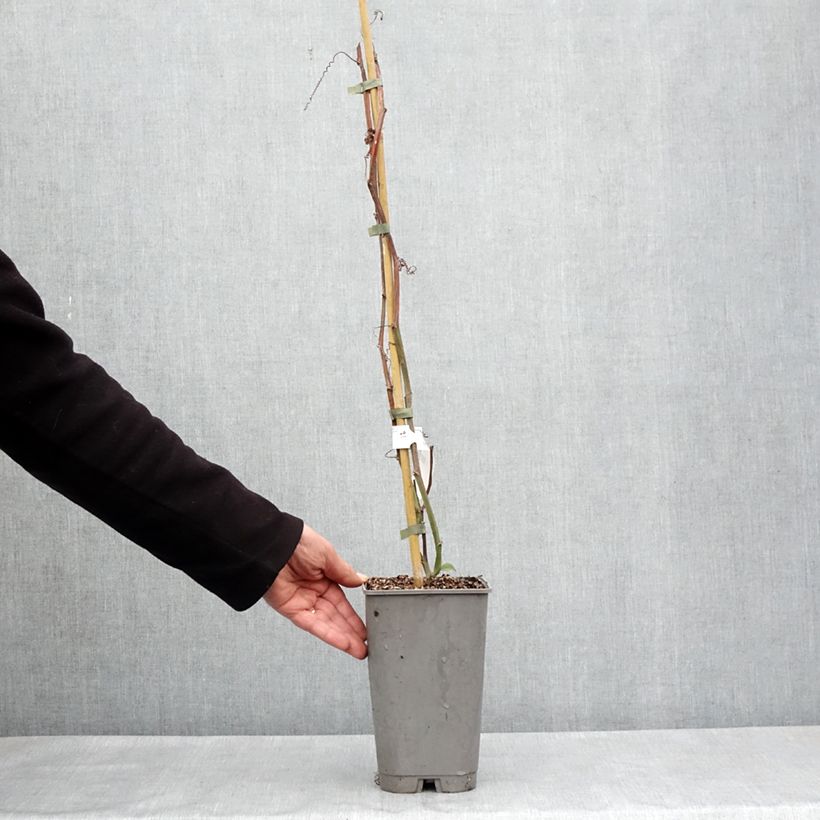 Passiflora quadrangularis 3L/4L pot sample as delivered in spring