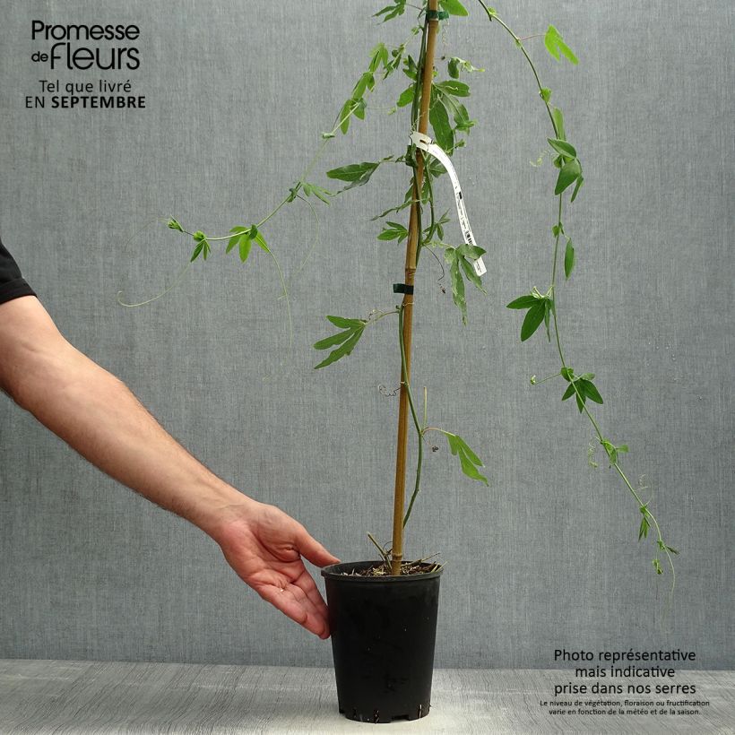 Passiflora Snow Queen- Passion Flower 2L/3L pot sample as delivered in autumn