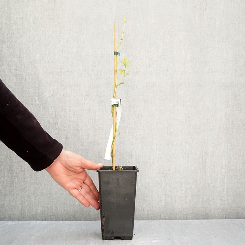 Passiflora incarnata Snowstar - Passion Flower 1.5L/2L pot sample as delivered in autumn