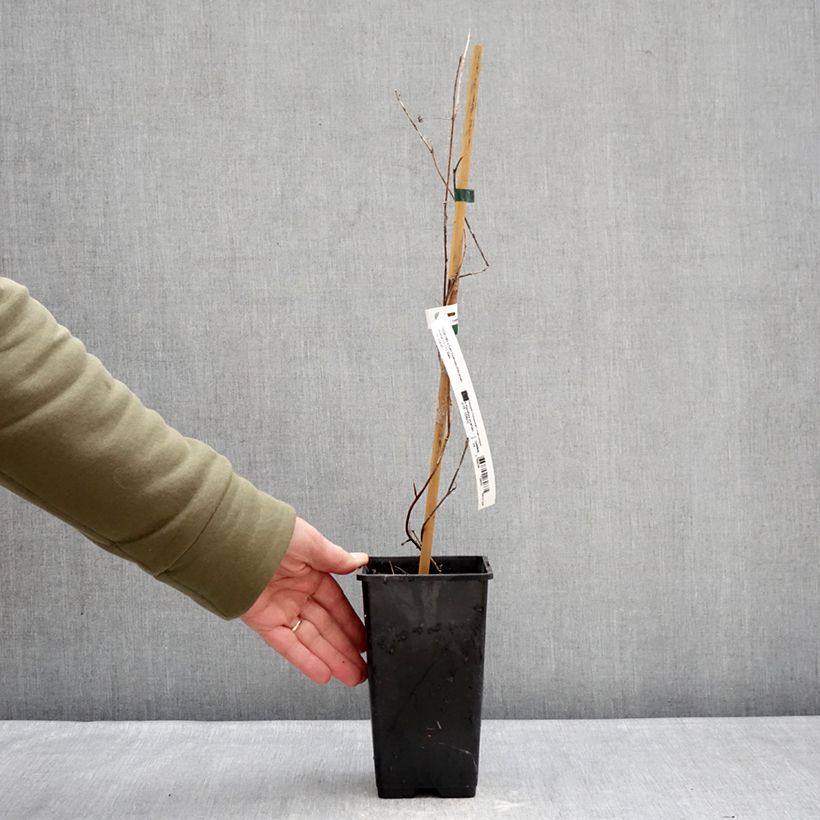 Passiflora incarnata Snowstar - Passion Flower 1.5L/2L pot sample as delivered in winter